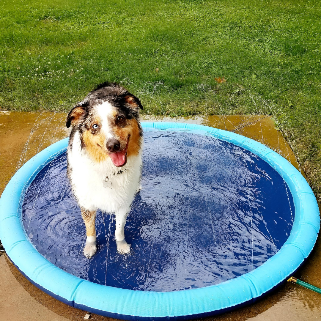 Splashy - Dog Sprinkler Pool