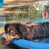 Splashy™ - Dog Sprinkler Pool